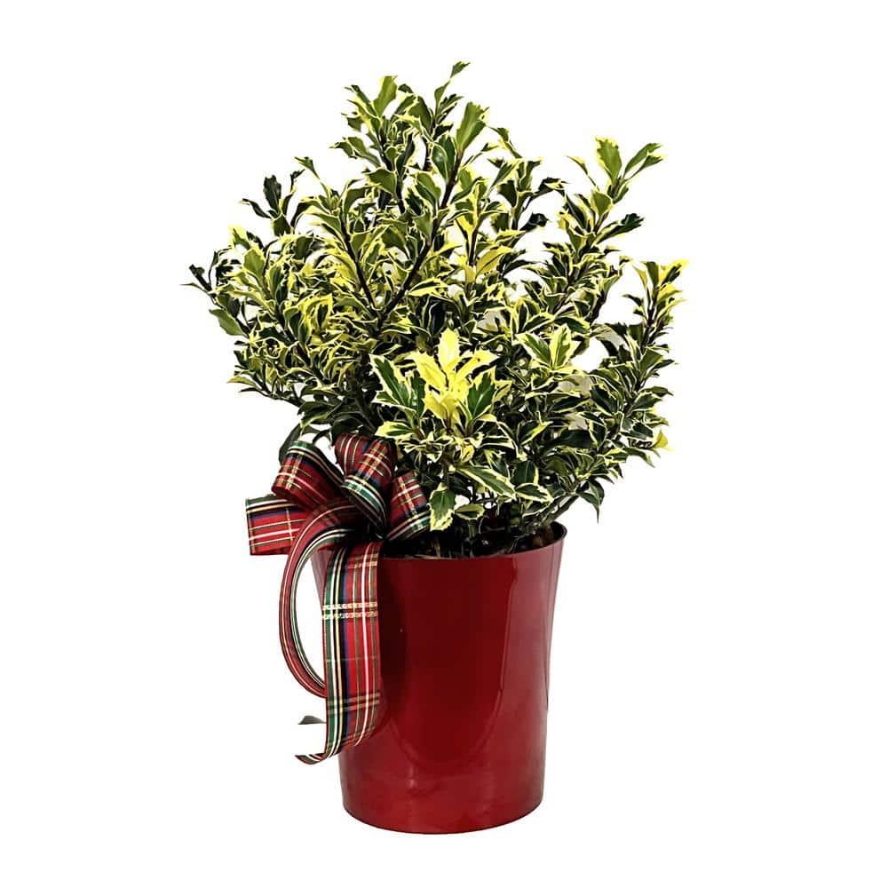 6 in. Live Holiday Variegated Holly Shrub in Decorative Red Pot